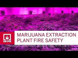 Marijuana Extraction Plant Fire Safety