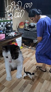 മീമി താ മമ്മി | 😂😼 Angry kitten on attack mode #funnykitten #petlovers | Linu Shajan