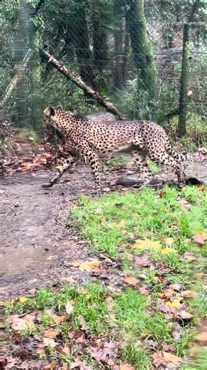 Day at Exmoor Zoo!! 🐆🦩🦡