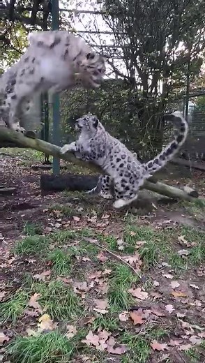 Snow Leopard Parkour Jumping Compilation