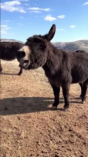 donkey braying