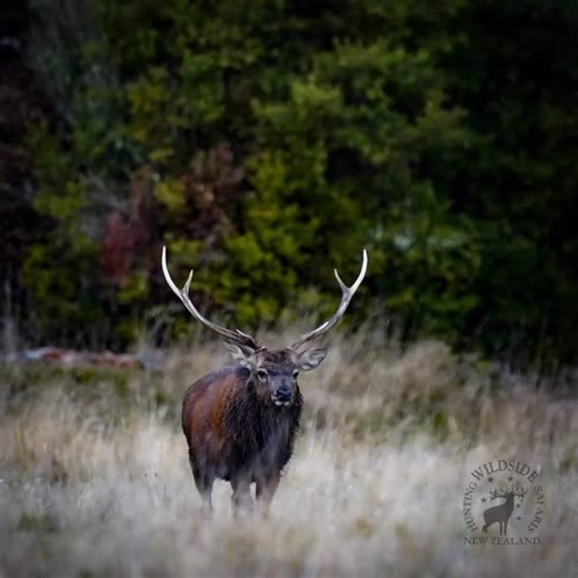 A husky little sika stag from back during the rut. #stag #huntwithwildsidenz #antlers #staghunting #bowhunting #sika #sikastag #sikahunting #redstag | Gerald Fluerty