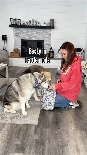 so much happiness! It took a few tries but I think we finally found the perfect toy for Champ. This is proof that Champ is not a fan of big toys. He prefers small puppy toys that he can throw around, chase and play with. #dogs #huskies #retrievers #amazonfinds | The Half Husky Bros