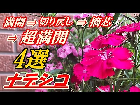 【花】ナデシコの育て方・切り戻し