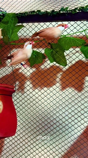 Fawn Java Finches 🦜🕊️ #shorts #youtubeshorts #fawnjava #javasparrow #birds