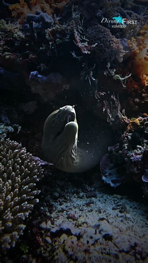 Did you know that Moray eels have two sets of jaws. They have a second jaw in their throat (called a pharyngeal jaw) that shoots forward to grab prey and pull it into their mouth, just like something out of an alien movie. 👽 #morayeel #divingfirst #scubadiving #underwatervideo #padidivecenter #divingkomodo | Diving First and Liveaboard