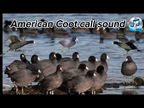 American Coot call sound for hunting #american #coots #birds #hunting #duckhunting #sound #waterfall