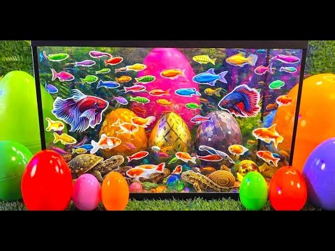Colorful eggs fish surprise, koi, shark, angelfish, butterfly fish, goldfish, turtle, frog, betta