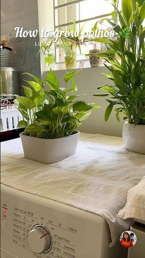How to grow bushy pothos in water 🌿#frommyhomevlogs #plants #moneyplant