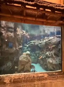103K views · 500 reactions | Shark reef aquarium in Mandalay Bay in Las vegas . One of the largest exhibits of its kind. This is the house of endangered animals. We got baby sharks. Turtles, stingray, piranha baby fish. Very beautiful place to visit. | Tessie Dantes | Facebook
