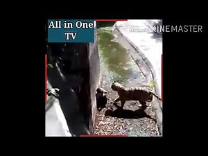 Man accidentally falls into Tiger enclosure.