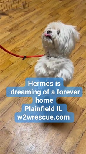 He’s got the moves and the love to give 💕 Meet Hermes — our little heart-stealer! 🐾🐾Hermes will be at open viewing from 10am-3pm on SATURDAY 🐾 16 yr old in home #BabyLove #AdoptMe Apply at w2wrescue.com. located in Plainfield IL | Wags 2 Wishes Animal Rescue