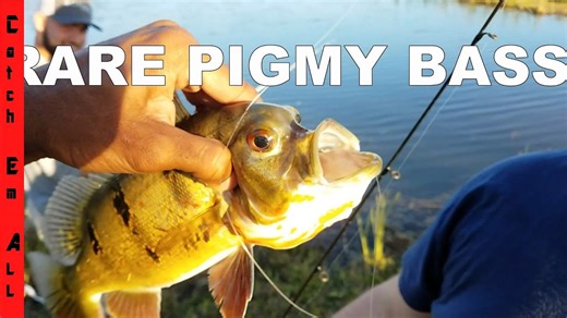 One-in-a-million deformed pygmy fish caught alive