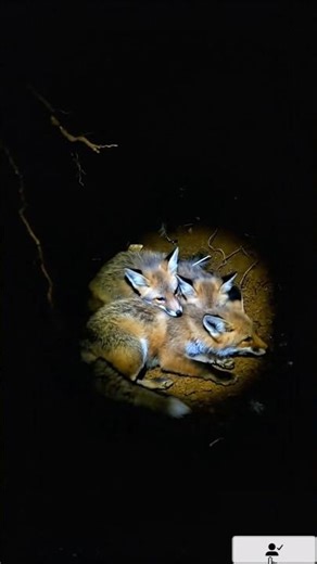 What If a Camera Was Mounted on a Fox? 🦊 | Inside a Real Fox Den POV