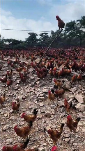 From Farm to Table: Naturally Raised Free-Range Chicken