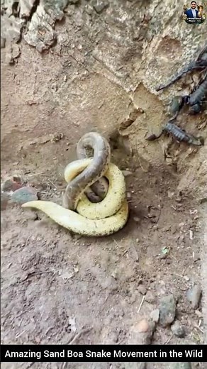 Amazing Sand Boa Snake Movement in the Wild #snake #wildliferescue #wildlifeentertainment