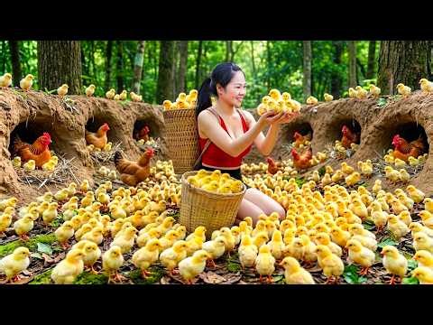 Building Nests for Wild Chickens Lay Eggs & Harvest Newborn Chicks for Countryside Market Sale