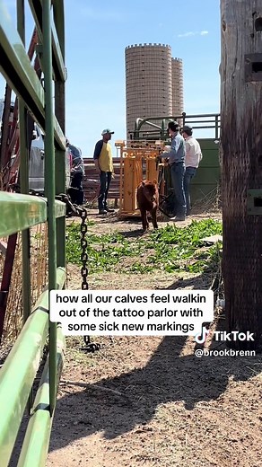 Cattle Branding Techniques for Modern Ranchers