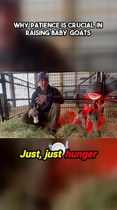 Raising baby goats can be a delightful yet challenging experience, and mastering the art of patience is key! This enlightening video offers invaluable insights on the importance of allowing your little ones to learn and adapt at their own pace. With gentle guidance, understanding their process of adjusting to new feeding methods can turn frustration into success. Embracing a calm approach not only benefits your baby goats but also enhances your overall experience as a goat owner. Marc Warnke, kn