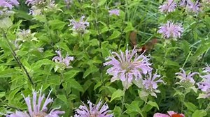 🌸 Who knew a MOTH could look like this?! The aptly named hummingbird clearwing closely resembles a hummingbird in coloration, flight style, and size. This beautiful pollinator is active during the day and prefers to visit lilies and bee-balm, or as seen here, wild bergamot and purple coneflower. | Ohio Division of Wildlife