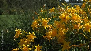 Hemerocallis x hybrida, commonly known as daylilies: view of a stunning perennial garden plant group in a flowerbed that showcases the beautiful blooming lily flowers coloured in yellow.