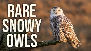 Experience a breathtaking and rare wildlife phenomenon: the winter of 2012 brought a spectacular gathering of snowy owls to Boundary Bay, British Columbia. With around 35 majestic owls resting just meters from the trail, birdwatchers and photographers were treated to a once-in-a-lifetime scene. Snowy owls typically inhabit the Arctic, but occasional irruptions — mass southward migrations — bring them to the Lower Mainland. This video captures their calm presence and beauty in an otherwise unlike