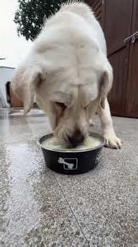 Meet Chef Mi Ma's New Pups! Cute Pet Debut Husky x Labrador Postpartum Dog Confinement