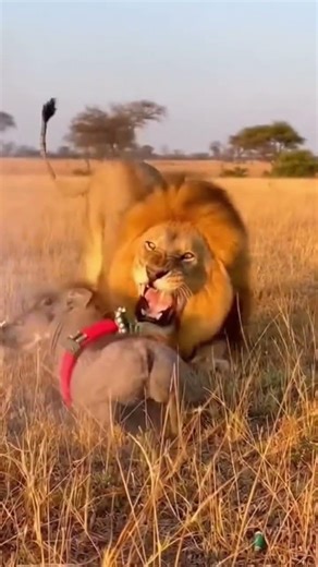 angry pig #funny #funnyanimal