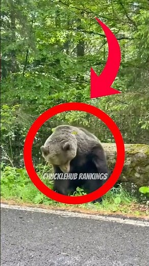 Top 3 Funniest Animal Moments (Bear)