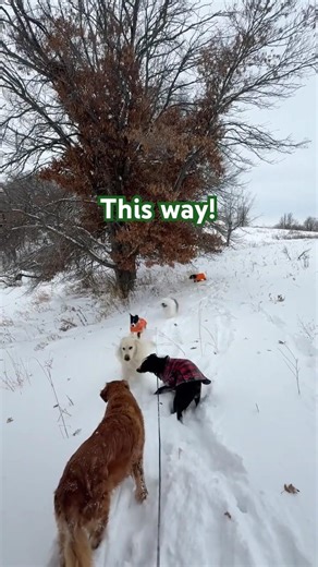 Adventure dog commands // "This Way"