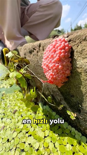 NEVER TOUCH THESE! 😱🐌 (The Secret of Pink Eggs)