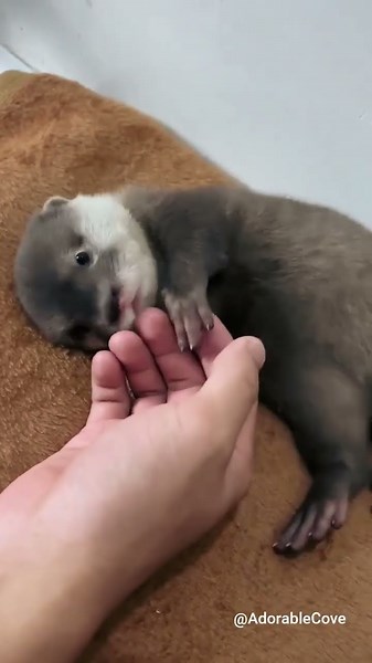 Little cute Sea Otters will Steal your heart