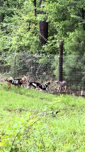Got em in a bind bayed up #puppy #foxhound #foxhunting #fyp