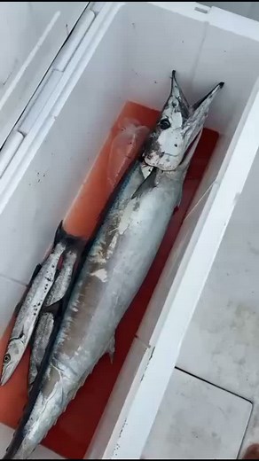 #letsgofishingchartersaruba #letsgofishing #arubafishing #wahooo #baracuda #freshcatch | Let's Go Fishing Charters, Aruba