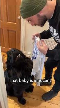 Funny Newfoundland dogs #funnyshorts #talkingparot #newfoundlanddog #newfoundland #funnydogvideos