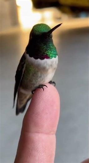 He Found a Helpless Hummingbird and Refused to Leave It #shorts #rescue #wildlife
