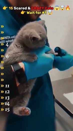 👉 🚨 These Cats Got SCARED and LOST CONTROL 😱🤯🔥 (Wait for #1!)