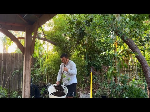How to Remove, Relocate and Plant Tropical Fruit Trees in California’s Central Valley