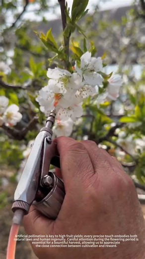 Artificial pollination process of cherry trees