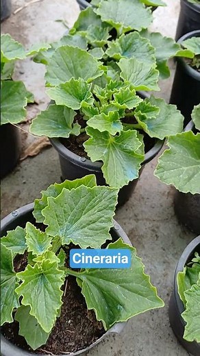 Cineraria Flower Saplings in Pots | Winter Flowering Plant Care & Growing Tips