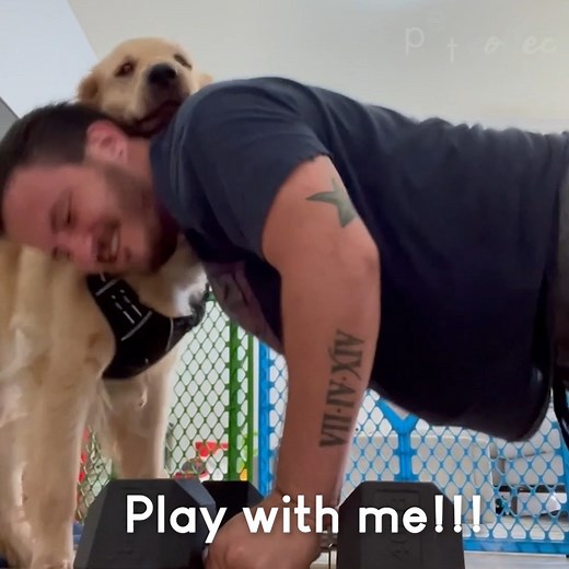 73K views · 1.1K reactions | I'm here to interrupt your exercise session, hooman! Give me pets! | The Pet Collective | Facebook