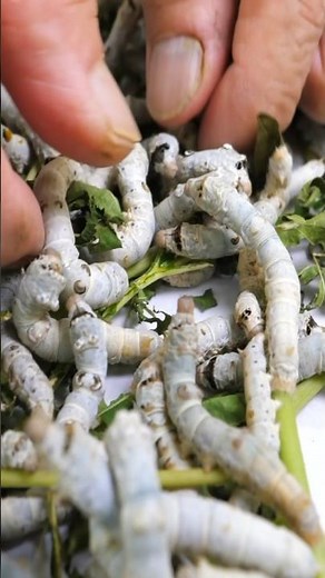 The mysterious process of making silk from silkworm cocoons