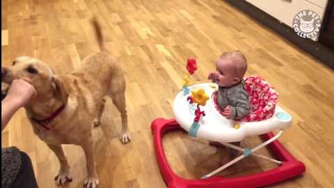 Dogs Making Babies Laugh