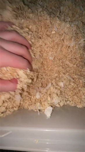 Tips for Encouraging Your Hamster to Burrow