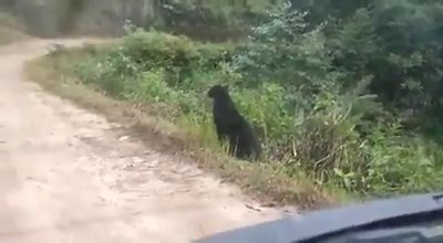 A video of a black panther roaming in a forest is going viral on social media. The video was filmed somewhere in India, although the exact location has not been disclosed. . The clip in question was shared on Twitter by Indian Forest Service officer Parveen Kaswan, who said it was forwarded to him by staff at the forest. Mr Kaswan withheld the exact location of the black panther, possibly to prevent poachers from reaching the spot. . . #BlackPanther #panther #India #Wildcat | NDTV
