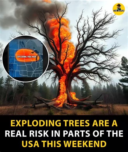 The Duper on Instagram: "You might hear people call them “exploding trees,” but what’s actually happening is usually a frost crack. When temperatures drop fast, moisture and sap inside a tree can freeze and expand while the wood contracts. That pressure can make the trunk or a large limb split suddenly, creating a loud bang that can sound like a gunshot. With the current Arctic blast moving in, that kind of rapid freeze is most possible in parts of the Upper Midwest, Northern Plains, and the Gre