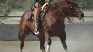 Campeon Mundial de Reining Custom Harley a sus 16 años.—————————————————————————World Champion Reining Stallion Custom Harley —————————————————————————- Orgullosamente Producidos En Mexico •••••••••••••••••••••••••••••••••••••••••••••••••••••••••• • • • #aqha #ranchoelfortin #orgullosamenteproducidosenmexico #nrha #aqha #aqhaproud #caballos #caballo #horse #horses #charreria #charro #worldchampion #customharley | Rancho El Fortin