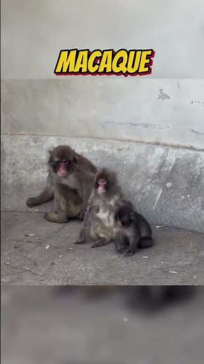 Moe carried Punch like a BABY again🙈!! Ichikawa City Zoo #punch #punchi #shorts #fyp #viral #animals