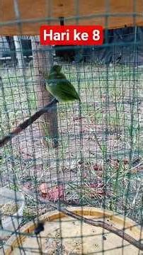 Cak ijo mini day 8 #cakijo #shorts #short