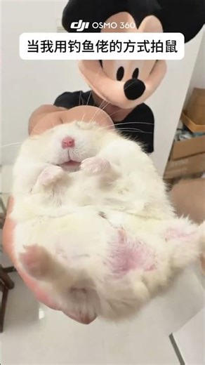 Capture the Cutest Moments with DJI OSMO 360 and Hamsters
